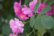 蔷薇花文案(蔷薇花文案散文)