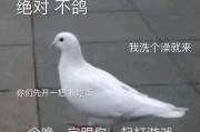 放鸽子文案(关于信鸽的文案)