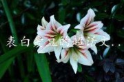超话主持人申请文案模板(申请超话主持人的文案怎么写)