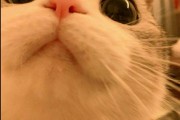 和猫有关的文案(跟猫咪有关的文案)