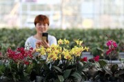 花木电商(花木电商交易的swot分析)