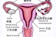 卵巢保养文案(卵巢保养文案怎么写)