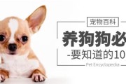 宠物宣传文案(关于宠物的文案策划)