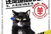 表明单身的文案(表明自己单身的文案)