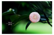 花草文案(朋友圈花草文案)