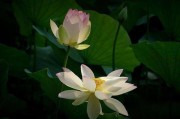 佛文案(佛系文案图片)