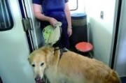 导盲犬文案(对导盲犬的赞美)