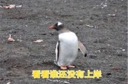 成功上岸文案(成功上岸文案短句)