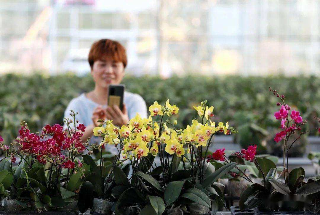 花木电商(花木电商交易的swot分析)